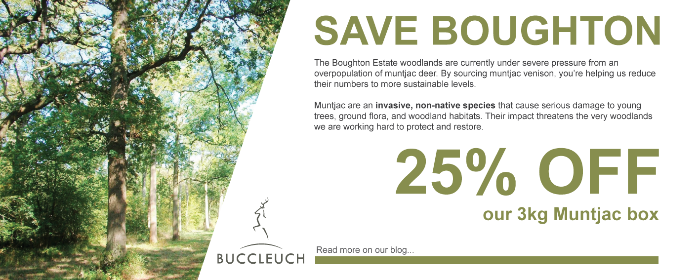Why Muntjac Deer Are Damaging Our Woodlands – And Why Boughton Needs Your Help